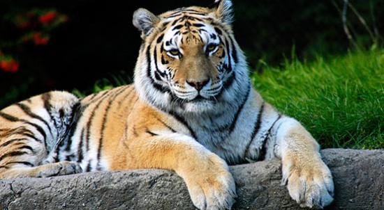 16 интересных фактов об амурском тигре — СТО ФАКТОВ